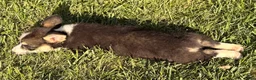 Welsh Corgi Pembroke dogs for sale: Holly - Ad 12