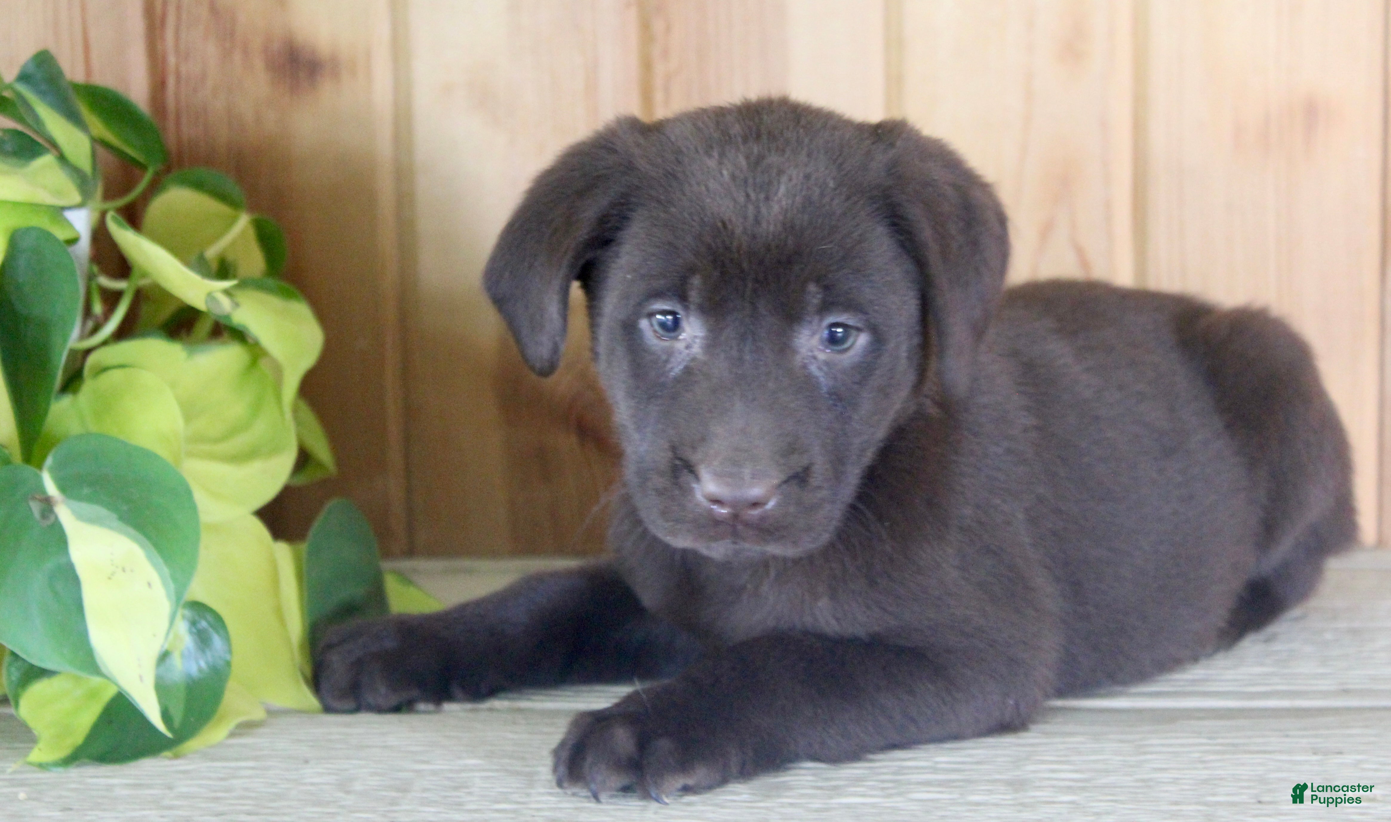 Labrador Retriever dogs Tulip - Ad 1