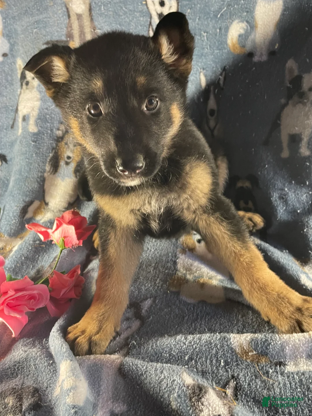 German Shepherd dogs for sale: Luna - Ad 1