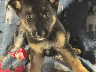 German Shepherd dogs Luna - Ad 4