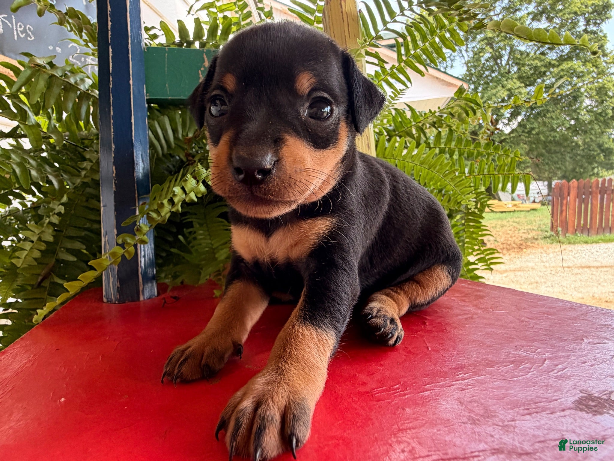 Miniature Pinscher dogs Marshmallow  - Ad 1