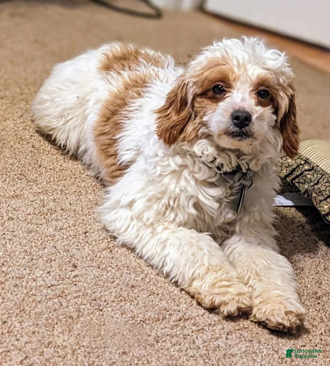 Gallery Image {{count}}