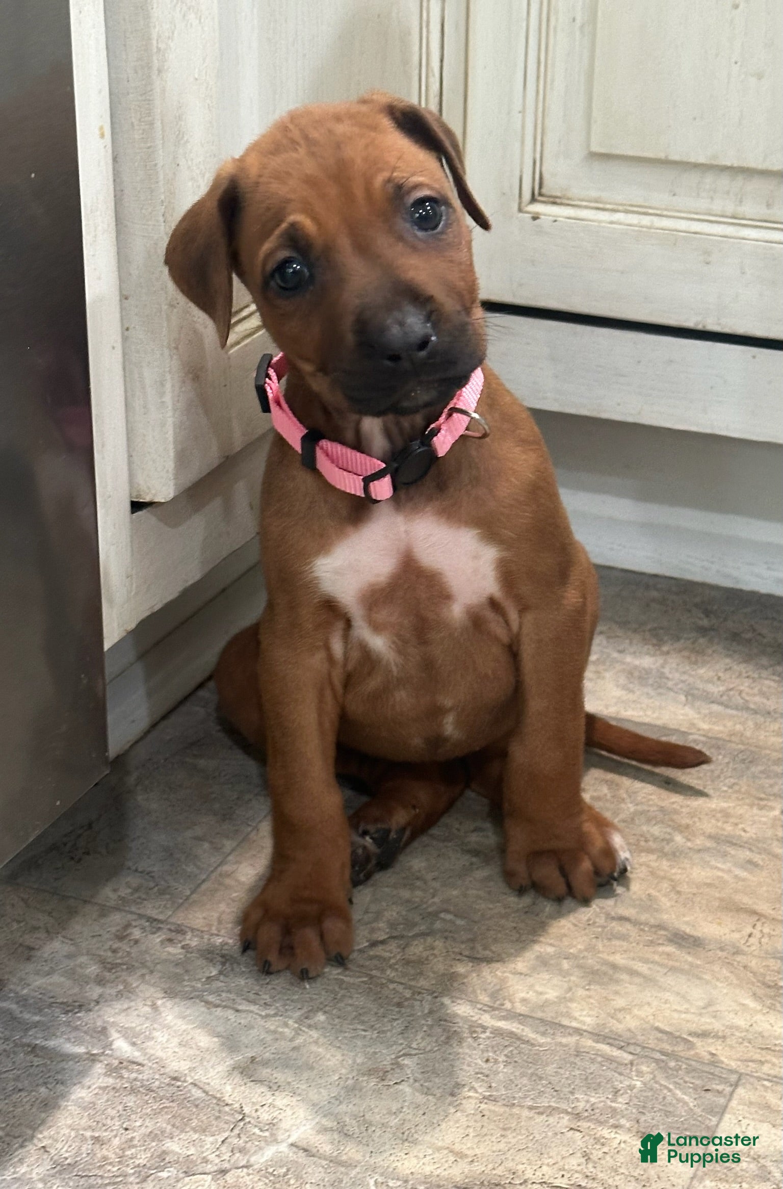 Rhodesian Ridgeback dogs "JOY" AKC RHODESIAN RIDGEBACK - Ad 1