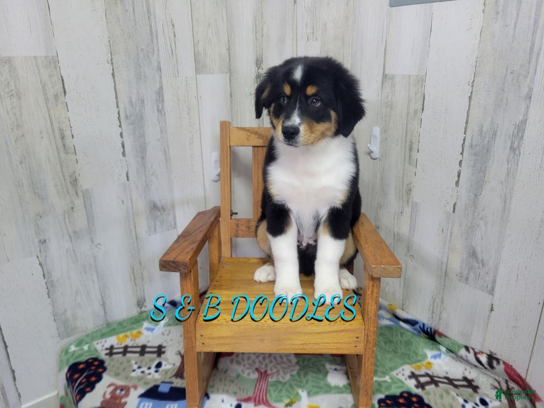 Miniature Australian Shepherd dogs for sale: GreenArrow - Ad 2