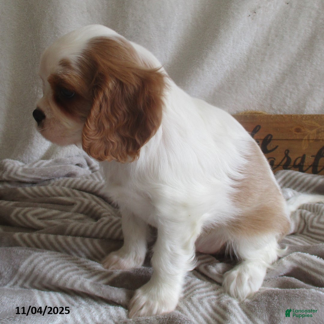 Cavalier King Charles Spaniel dogs for sale: Hayes - Ad 9