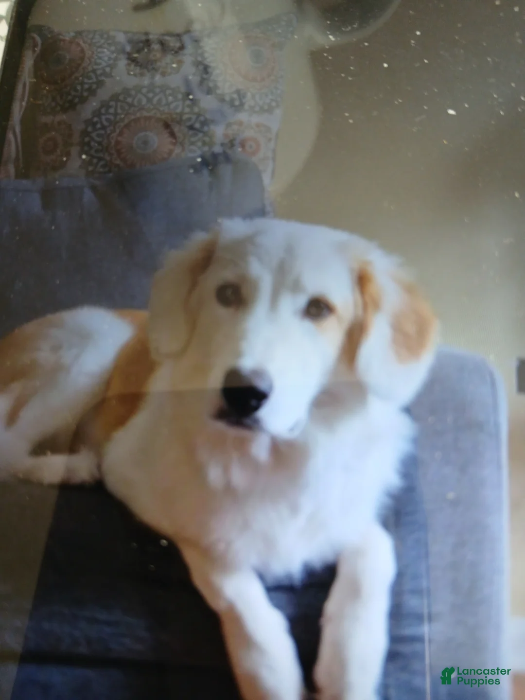 Mixed Breed dogs for sale: Sam - Ad 2