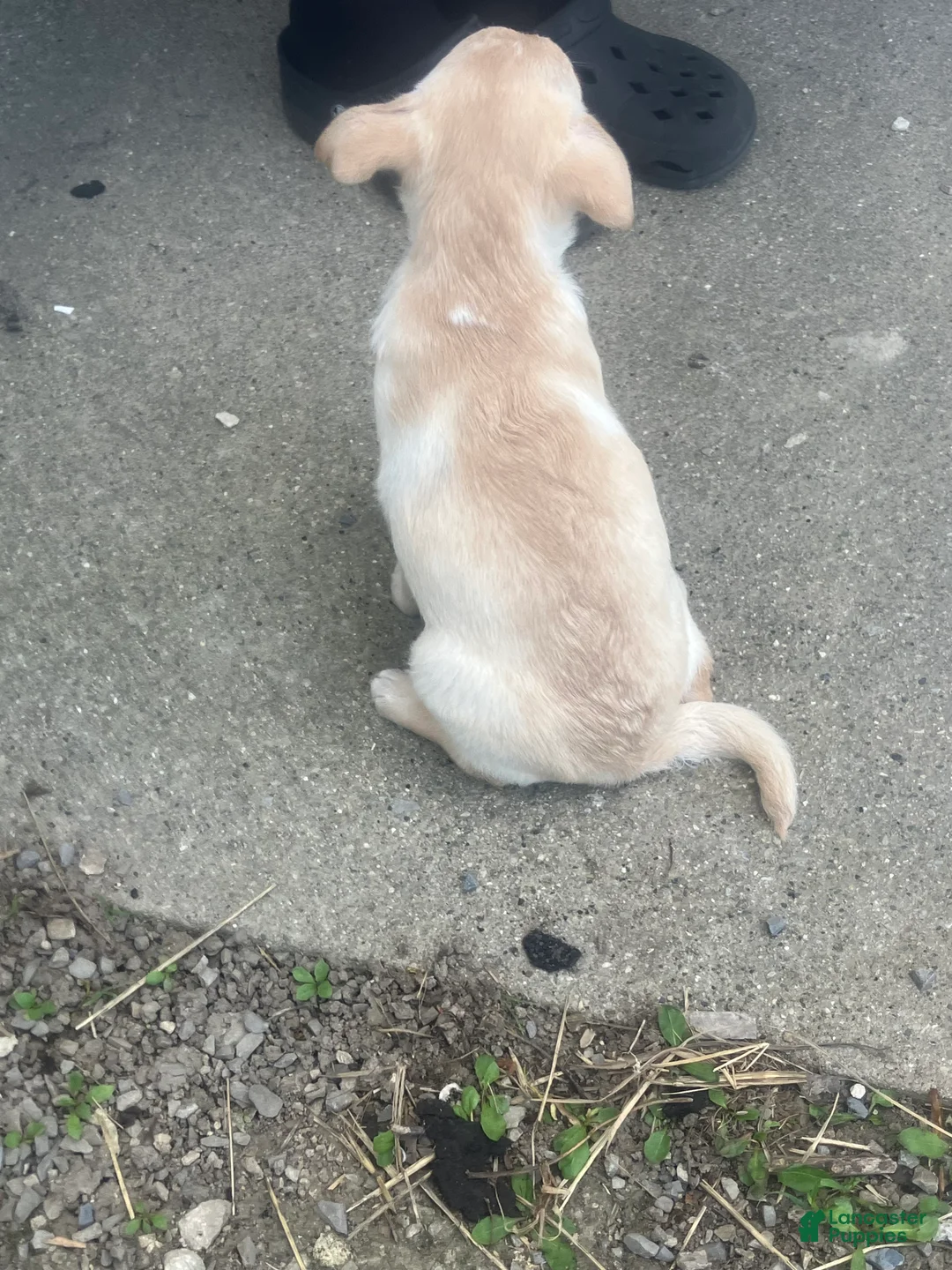 Chihuahua dogs for sale: Nate - Ad 5