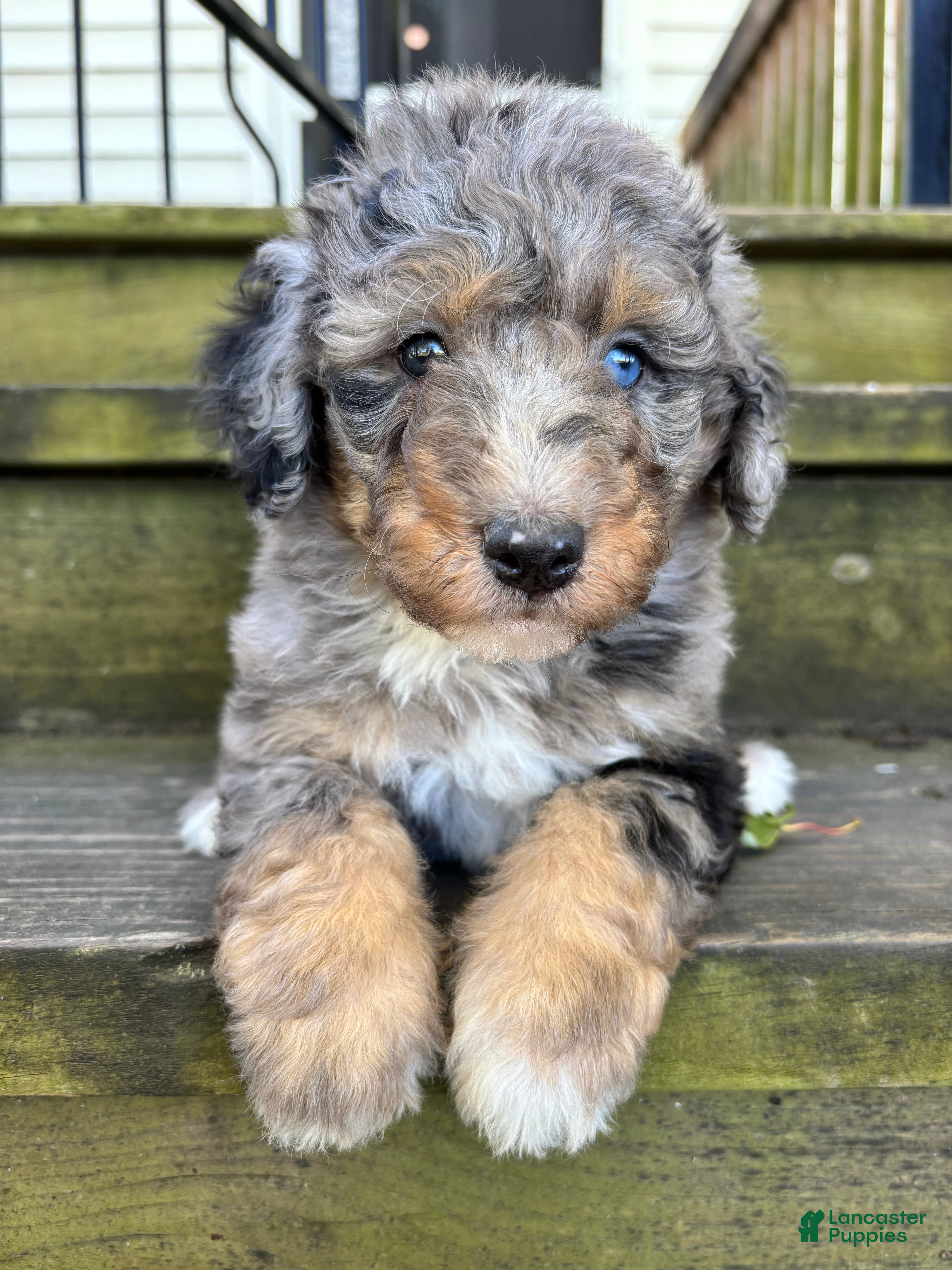 Aussiedoodle dogs for sale: Maverick - Ad 2