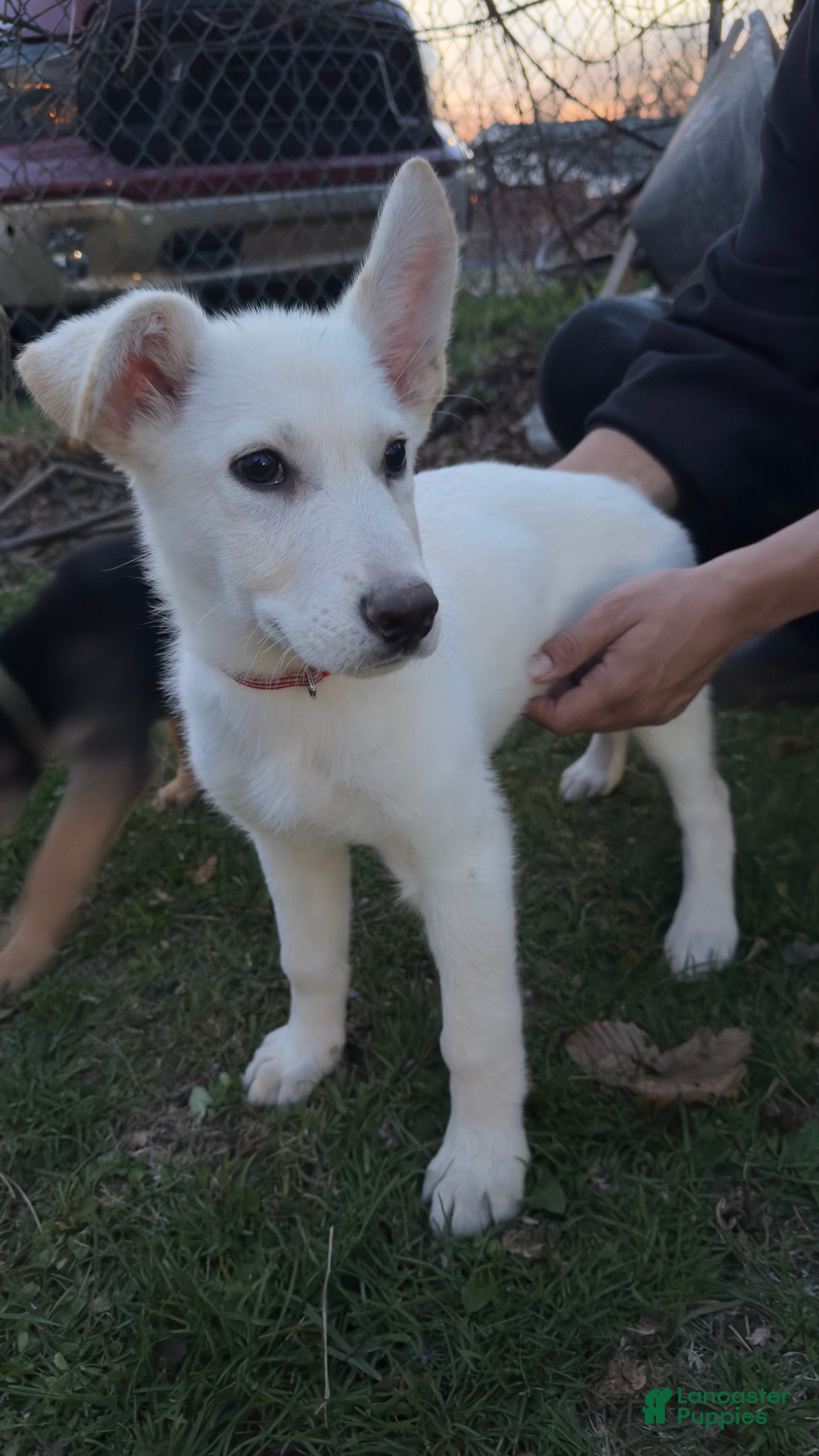 German Shepherd dogs for sale: Rex  - Ad 4