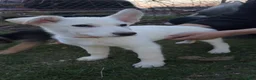 German Shepherd dogs for sale: Rex  - Ad 1