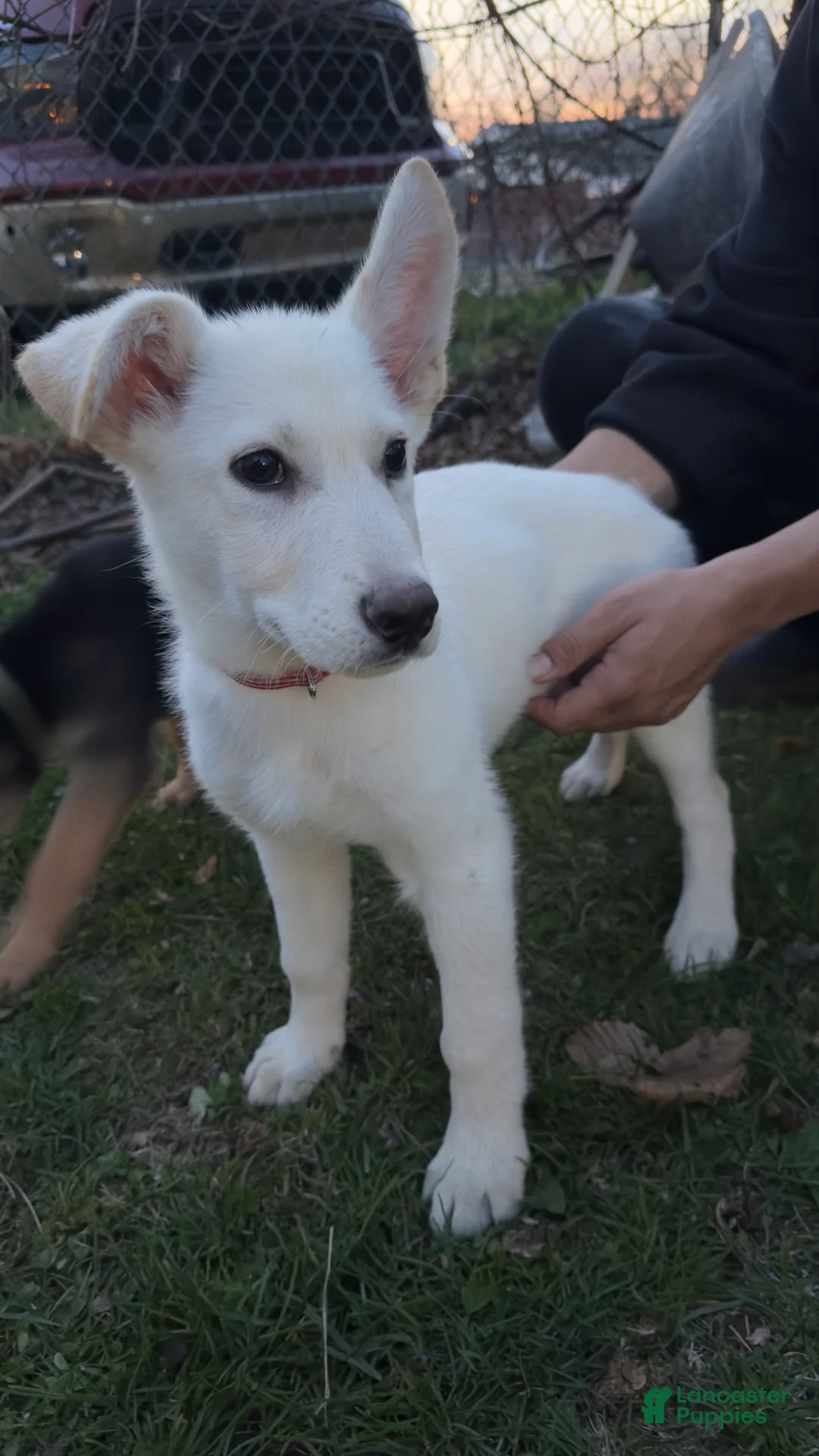 German Shepherd dogs for sale: Rex  - Ad 1