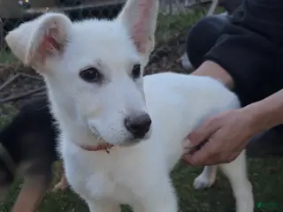 German Shepherd dogs for sale: Rex - Ad 4