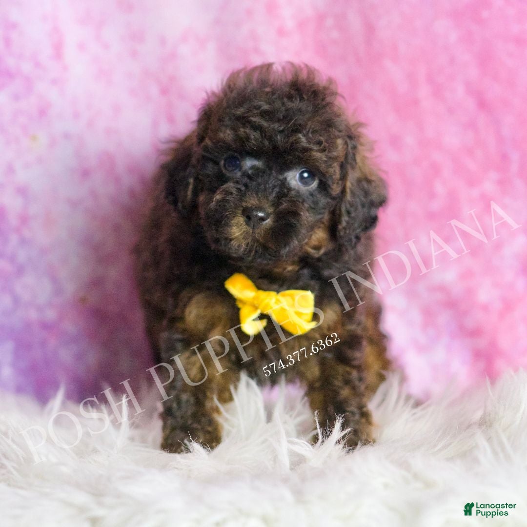 Toy Poodle dogs Theo - Ad 28