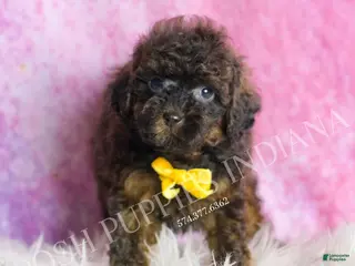 Toy Poodle dogs Theo - Ad 21