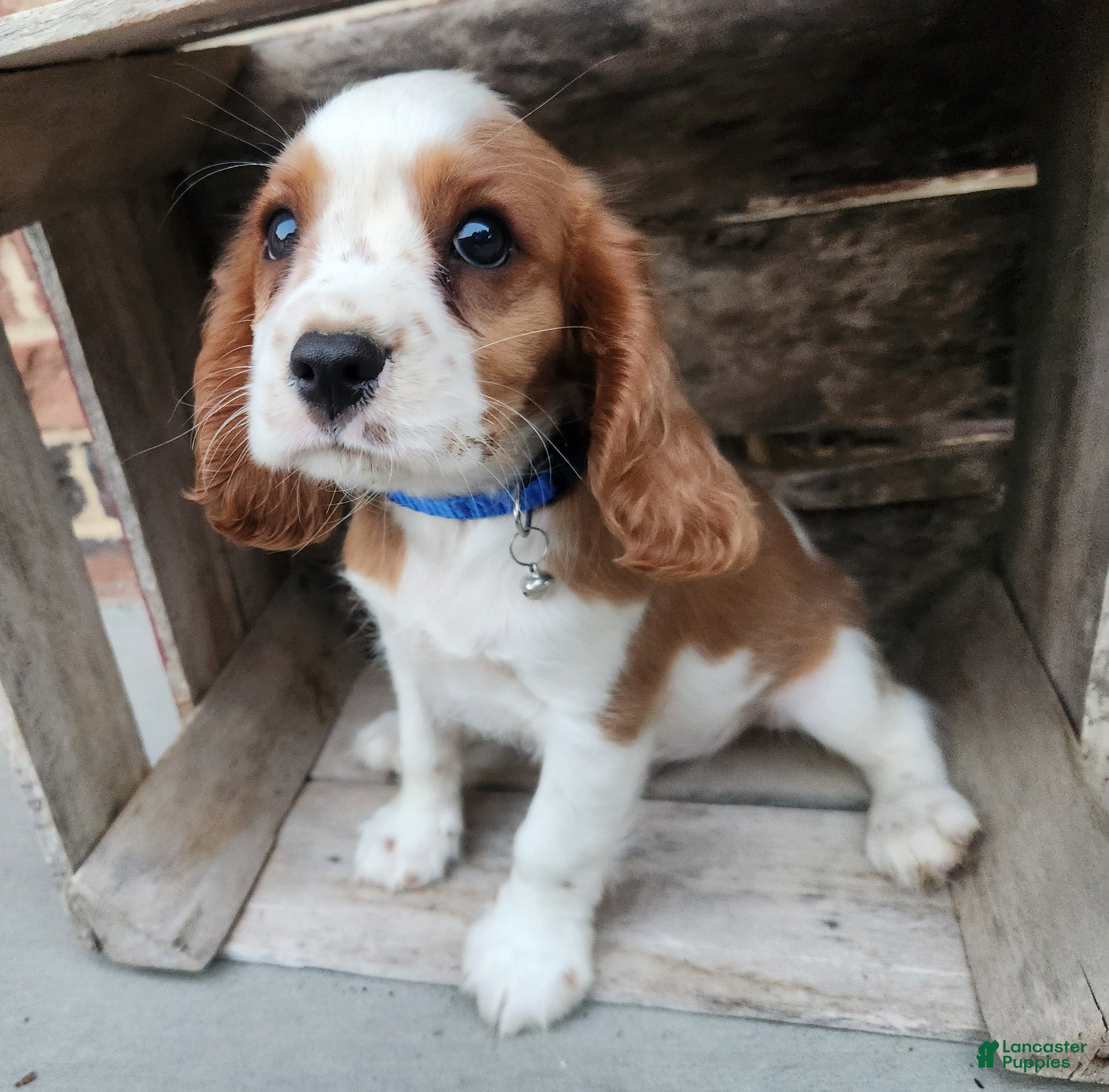 Cavalier King Charles Spaniel dogs Twix - Ad 1