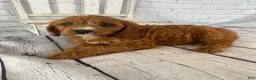 Cavapoo dogs for sale: Max - Ad 6