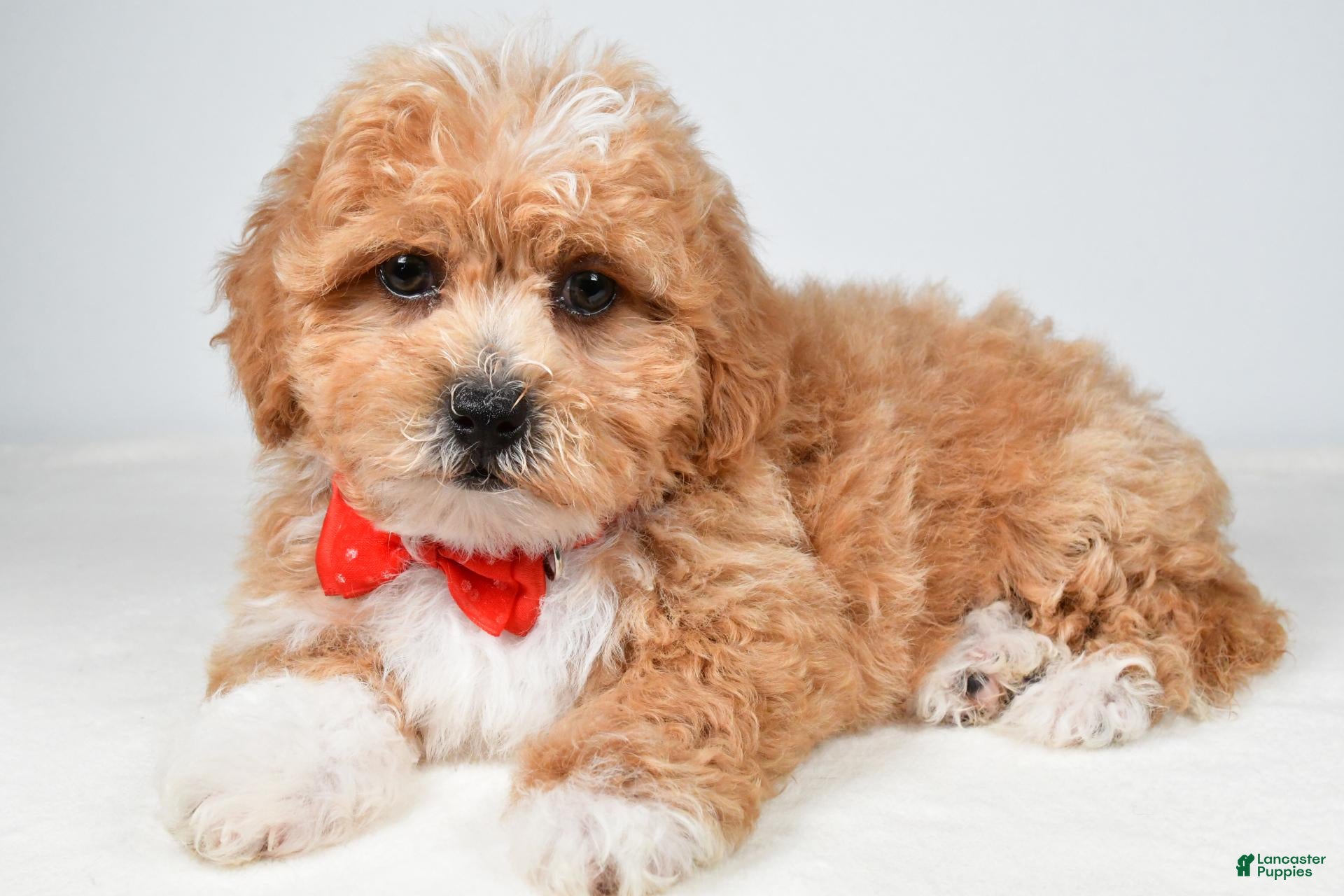 Shihpoo dogs Quinton - Ad 2