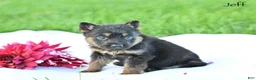 German Shepherd dogs for sale: Jeff - Ad 4