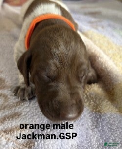 German Shorthaired Pointer dogs for sale: Orange Male - Ad 3