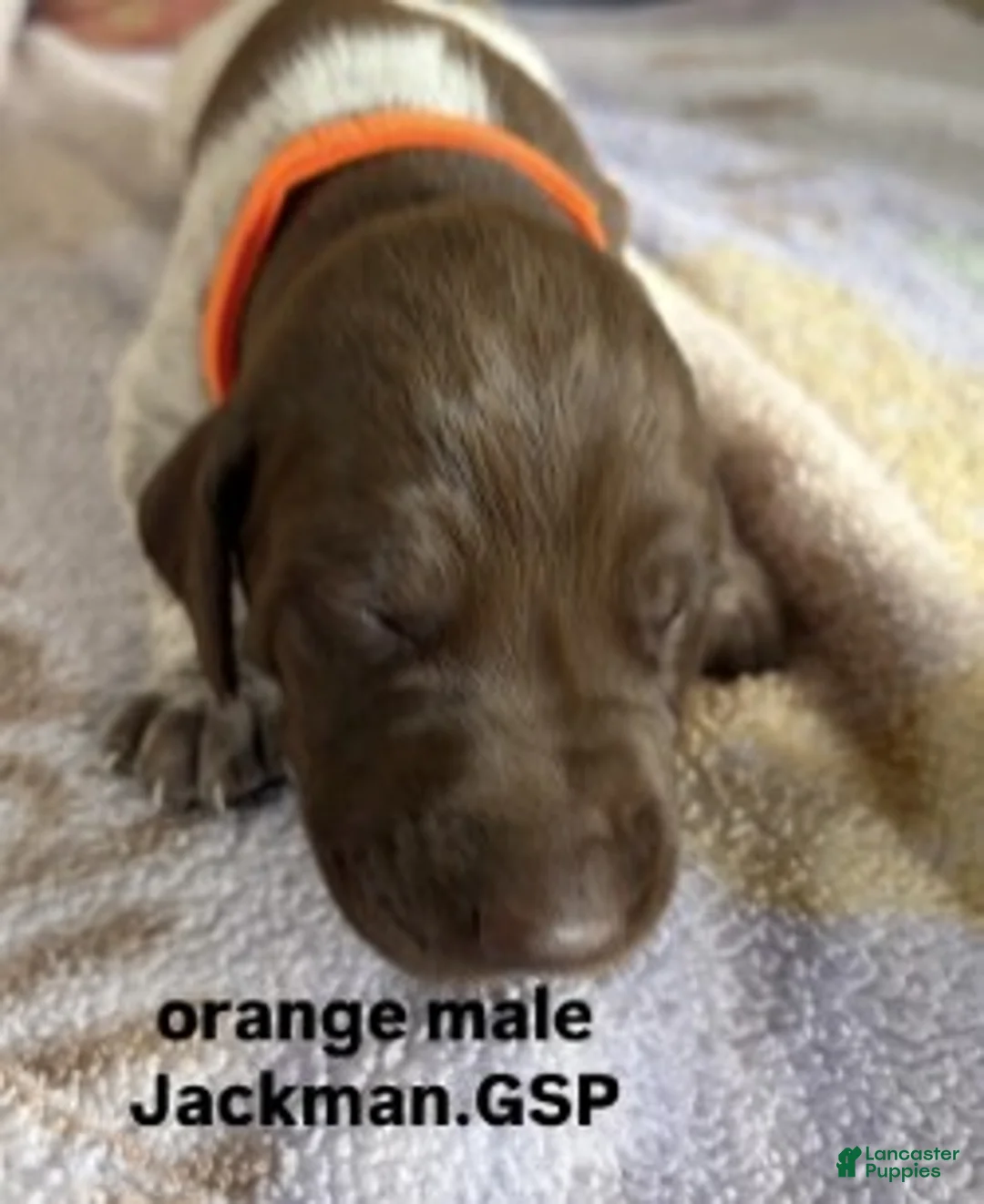 German Shorthaired Pointer dogs for sale: Orange Male - Ad 1