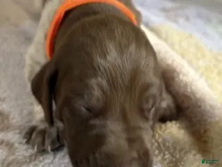 German Shorthaired Pointer dogs for sale: Orange Male - Ad 3