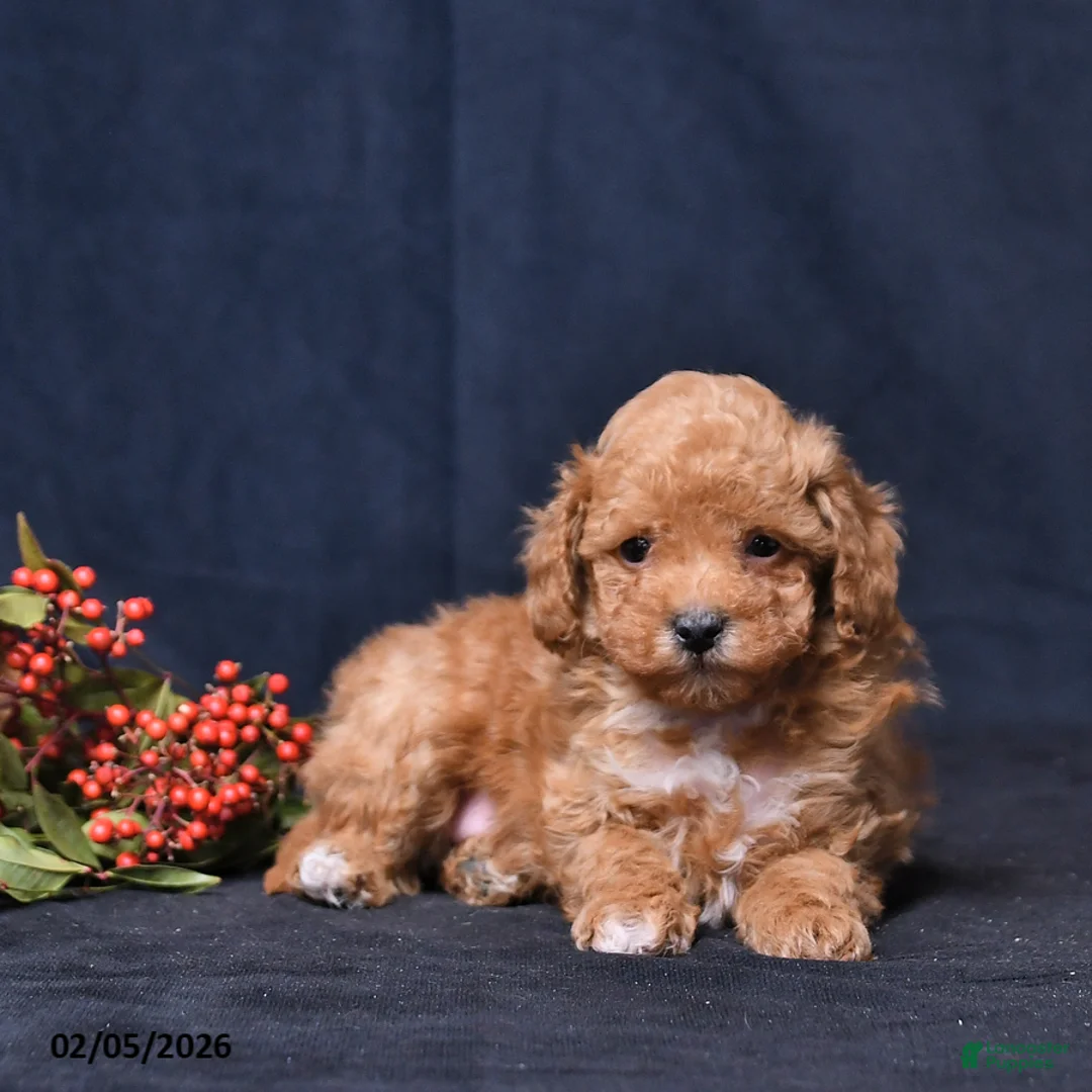 Toy Poodle dogs for sale: Nicholas - Ad 3