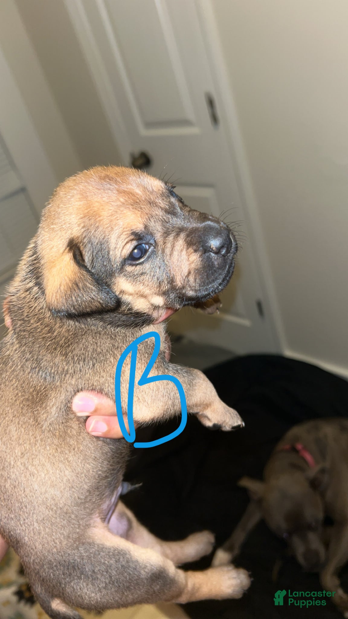 Mixed Breed dogs Mixed Breed Puppy 9 - Ad 3
