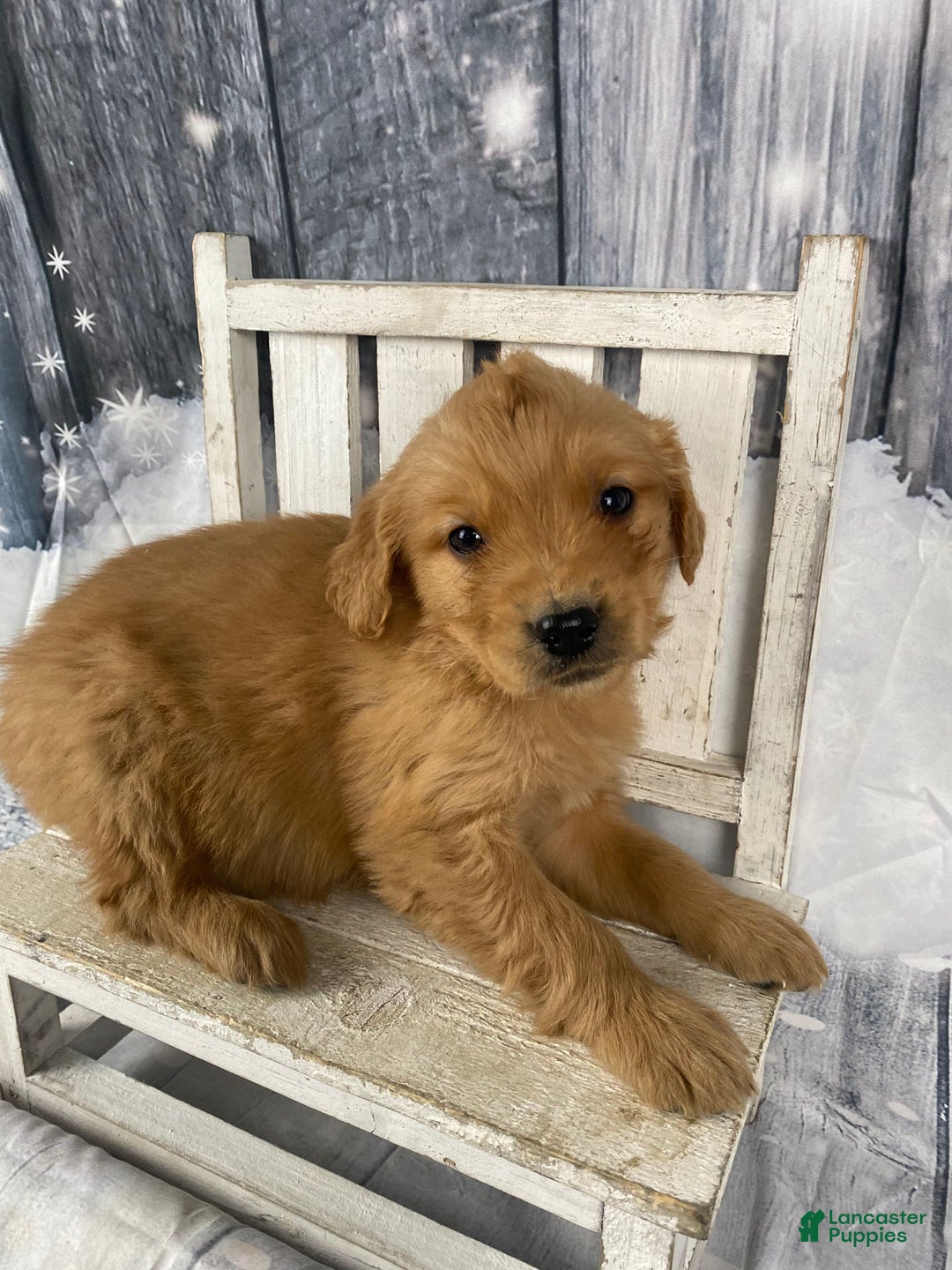 Golden Retriever dogs for sale: Tommy - Ad 4