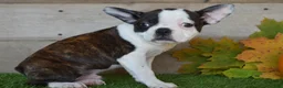 Boston Terrier dogs for sale: Joseph - Ad 4
