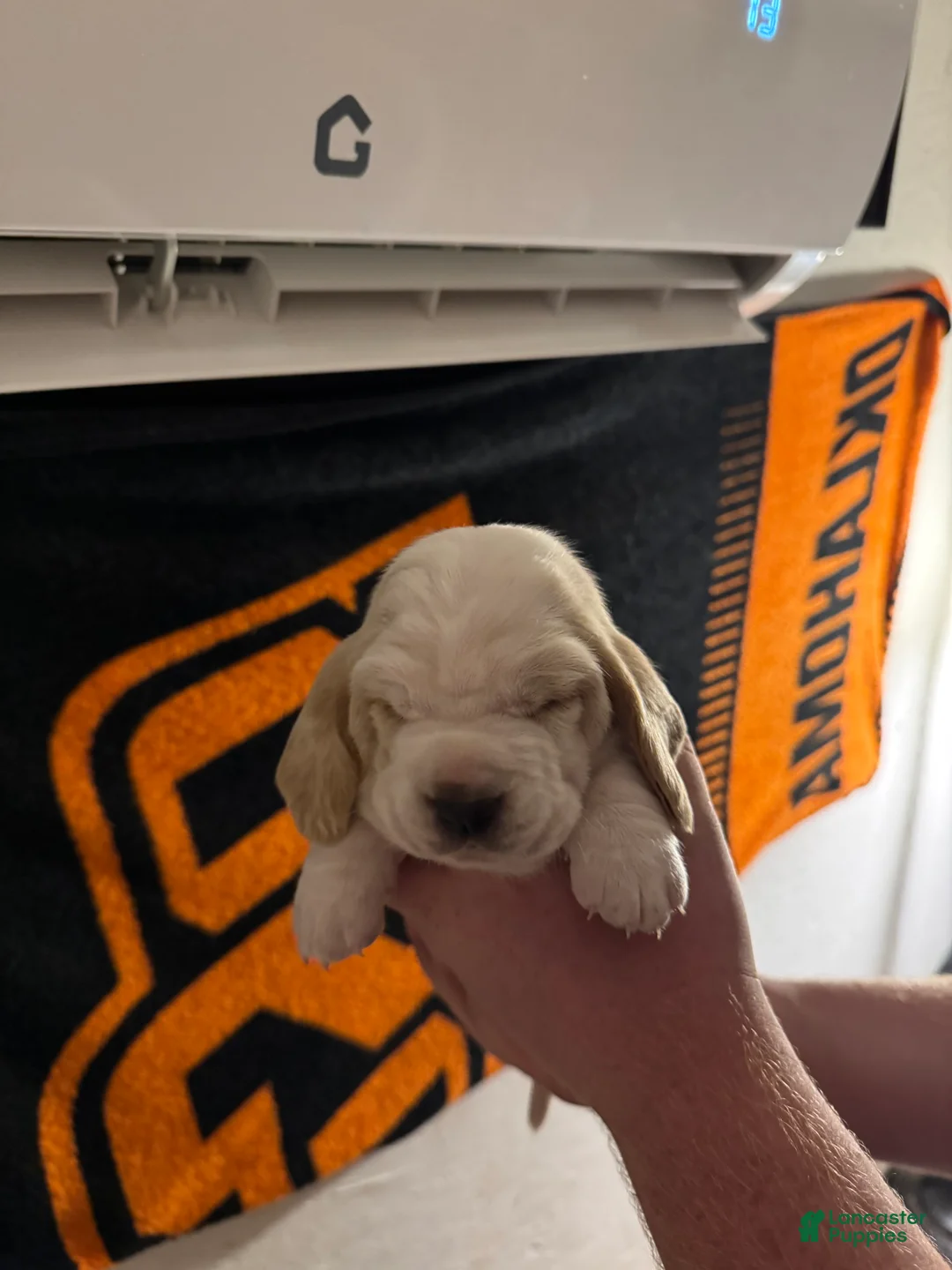 Basset Hound dogs for sale: Boy 4 Axel - Ad 2