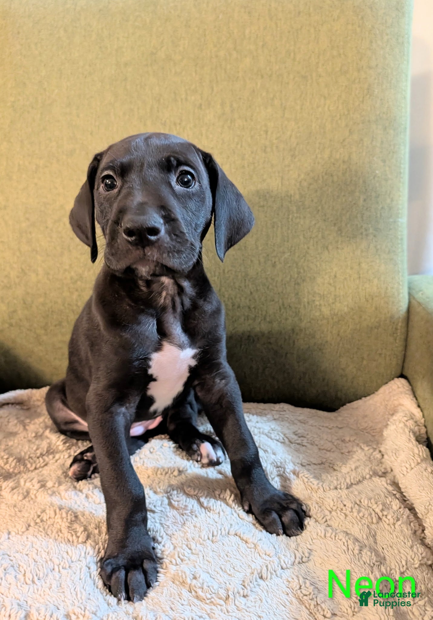 Great Dane dogs Great Dane Puppy 6 - Ad 33