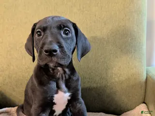 Great Dane dogs Great Dane Puppy 6 - Ad 33