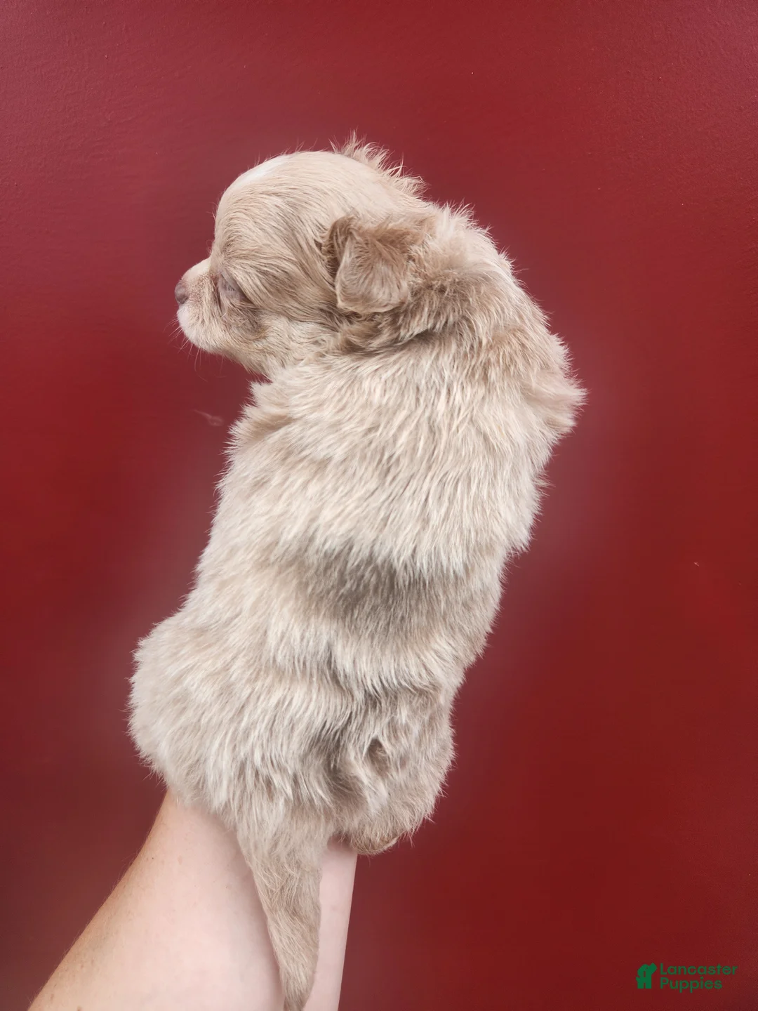 Chihuahua dogs for sale: Birch - Ad 2