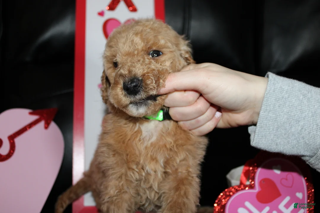 Standard Poodle dogs for sale: Rocky  - Ad 2