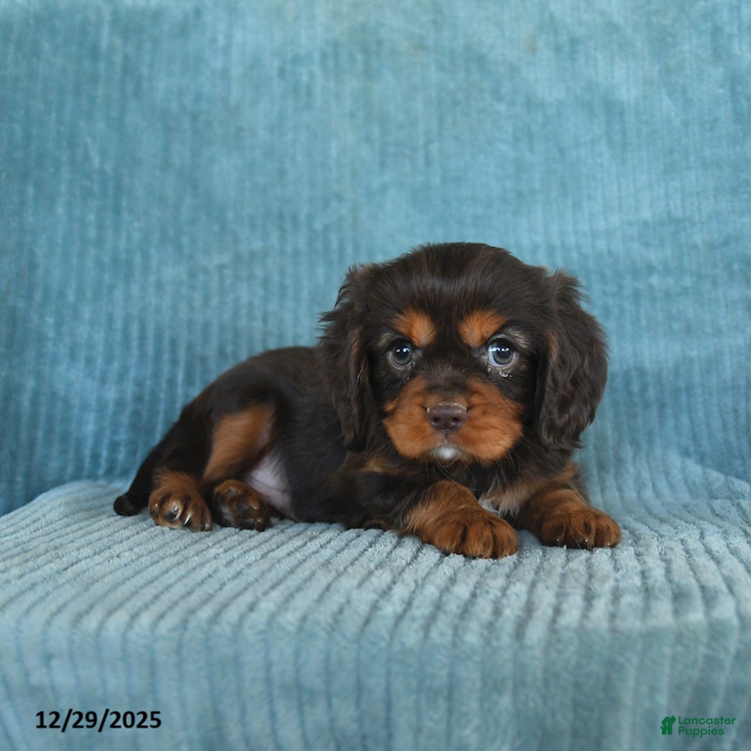 Cavalier King Charles Spaniel dogs for sale: Cosmo   - Ad 5