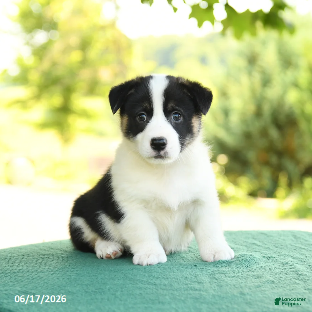 Welsh Corgi Pembroke dogs for sale: Jackson - Ad 5