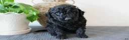 Mini Goldendoodle dogs for sale: Hazel - Ad 3