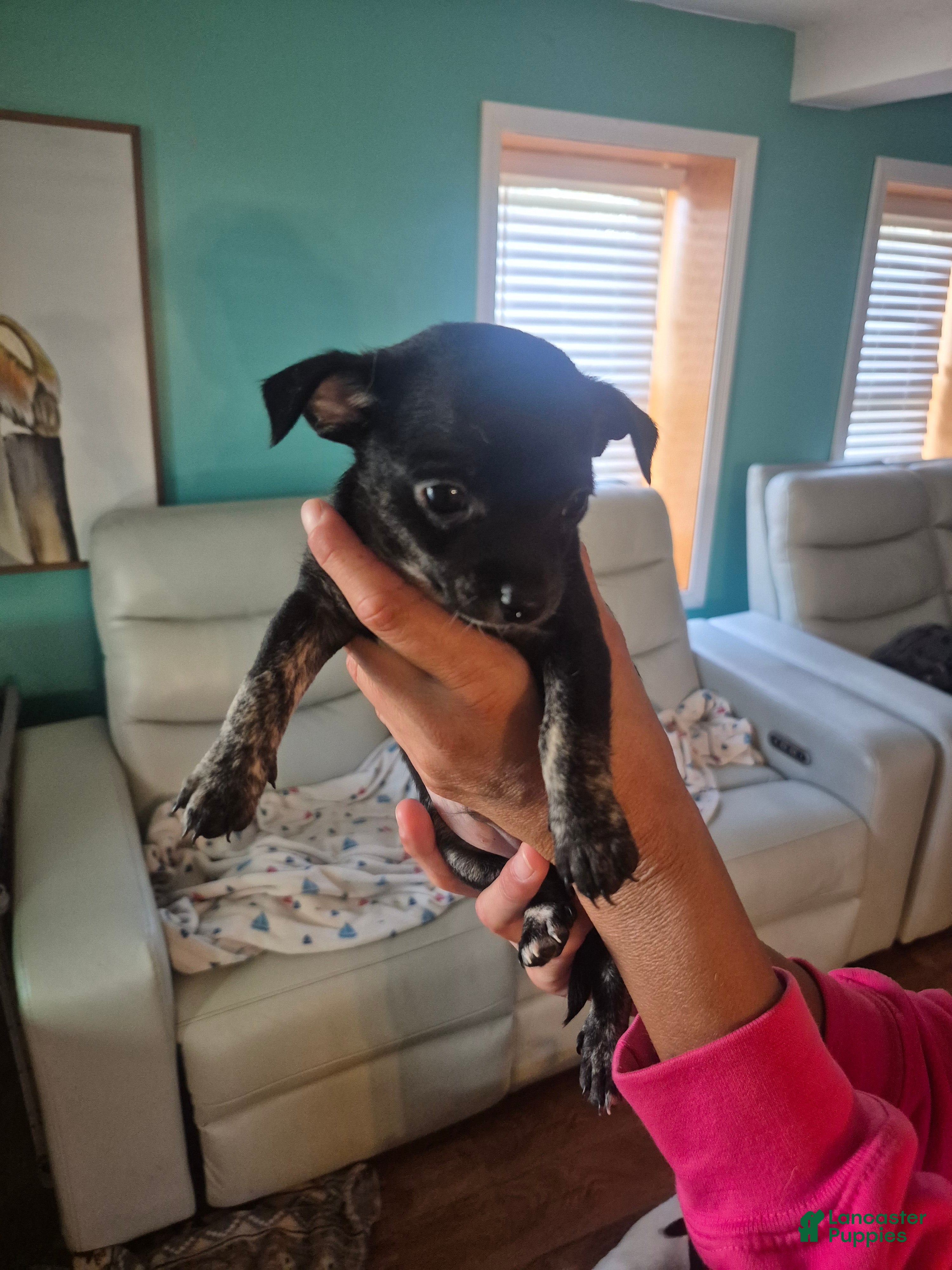 Chihuahua dogs Chihuahua 2 - Ad 1