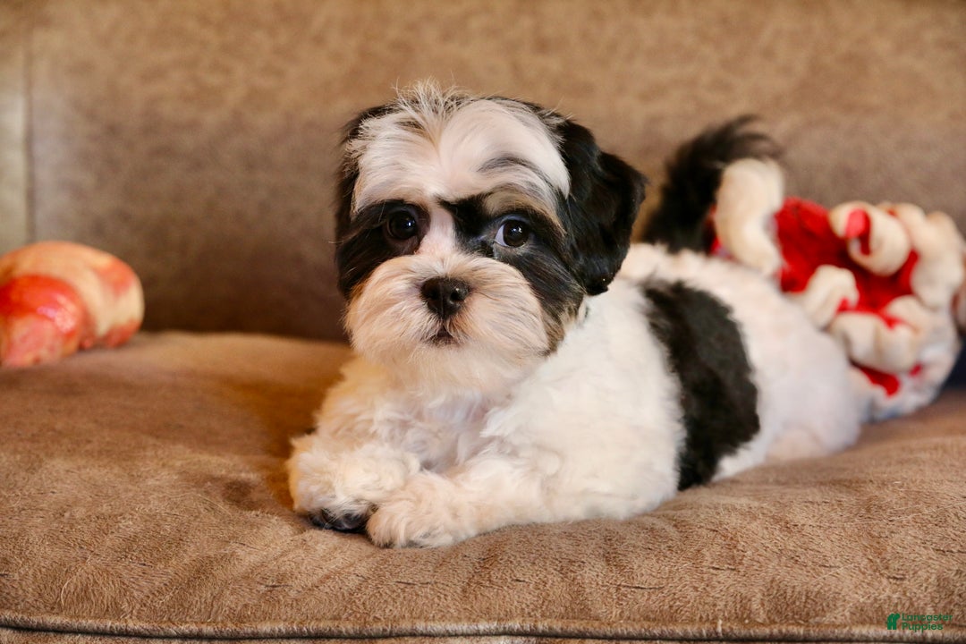Shihpoo dogs for sale: Oliver - Ad 15