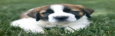 Milo 