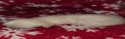 Chihuahua dogs for sale: Long Hair Cream Girl - Ad 3