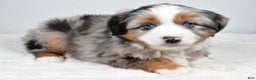Miniature Australian Shepherd dogs for sale: Queeny - Ad 5