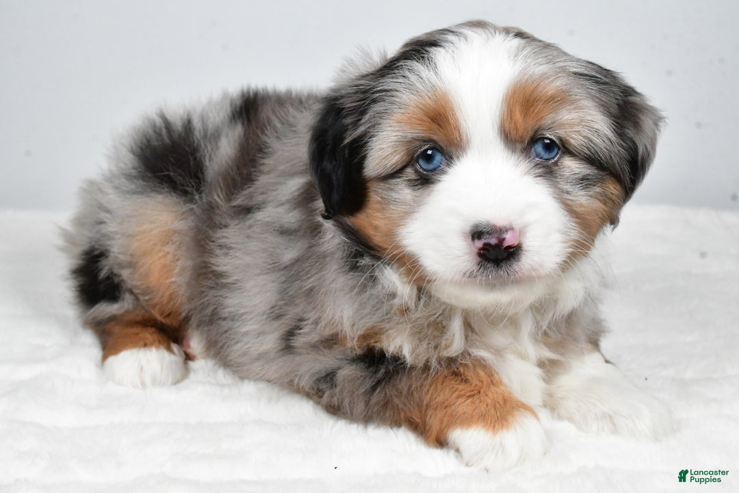 Miniature Australian Shepherd dogs for sale: Queeny - Ad 5