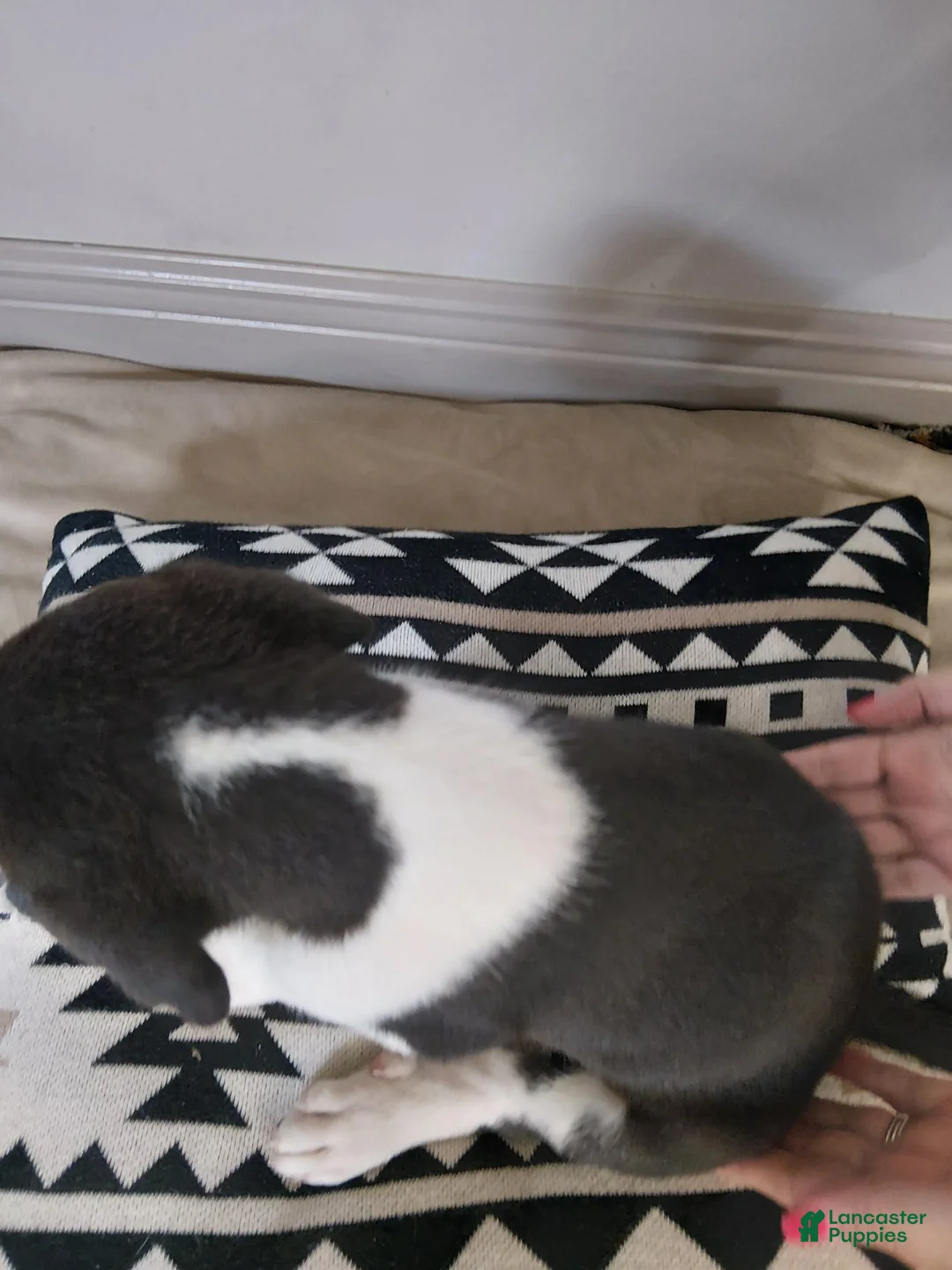 Mixed Breed dogs for sale: Thor - Ad 2