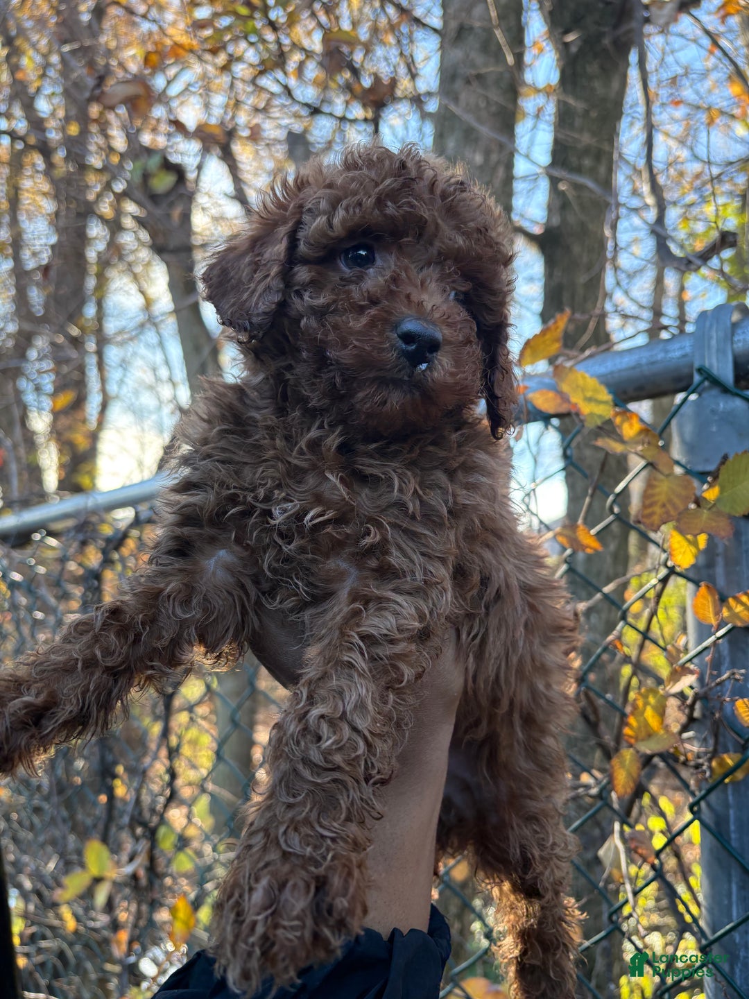 Toy Poodle dogs for sale: TOY TOMMY - Ad 1