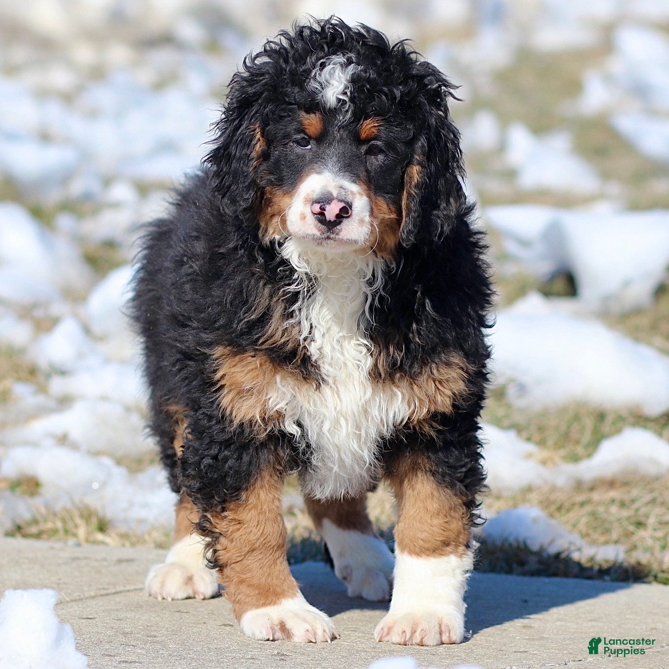 Mini Bernedoodle dogs George - Ad 1