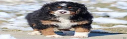 Mini Bernedoodle dogs for sale: George - Ad 1