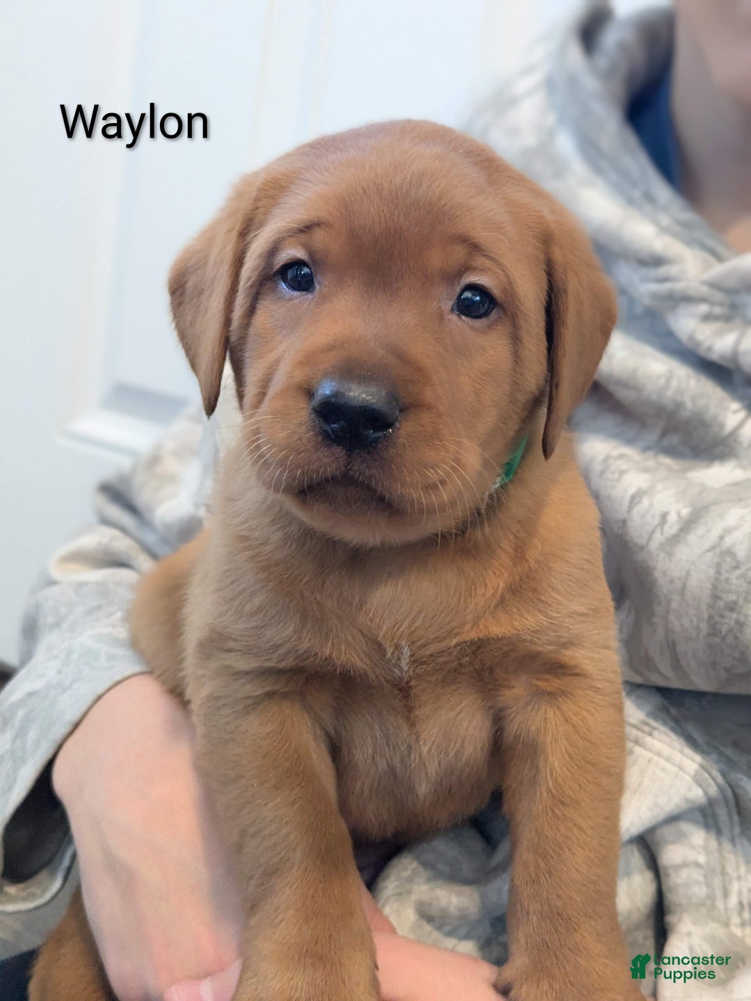 Labrador Retriever dogs for sale: Waylon - Ad 3