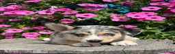 Mixed Breed dogs for sale: Rose - Ad 3
