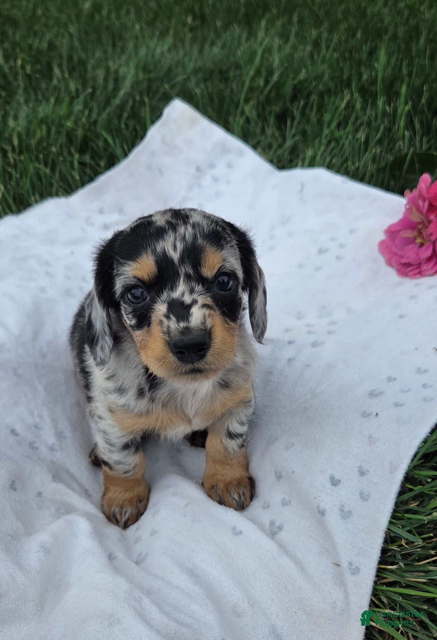 Miniature Dachshund dogs Lily - Ad 1
